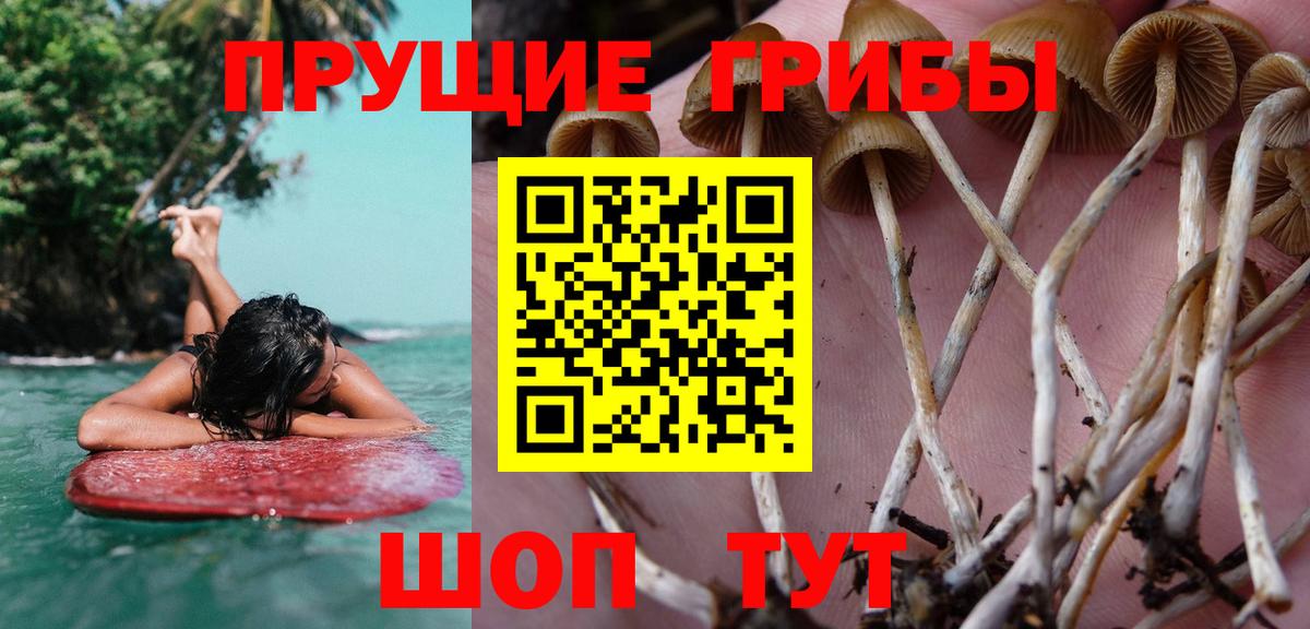 Псилоцибиновые грибы прущие грибы Россия