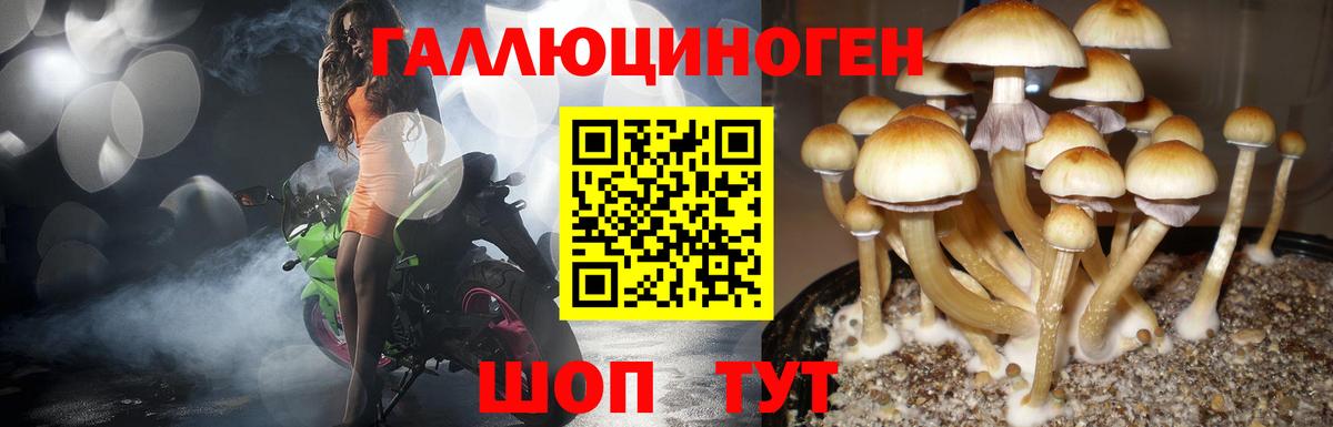 Псилоцибиновые грибы Cubensis  Вход с VPN  Россия 